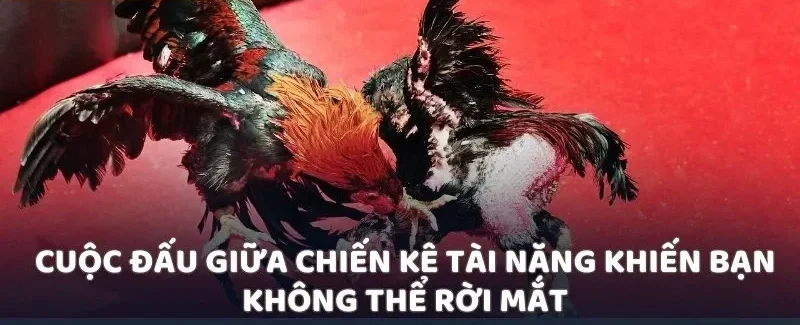 Cuộc đấu giữa chiến kê tài năng khiến bạn không thể rời mắt