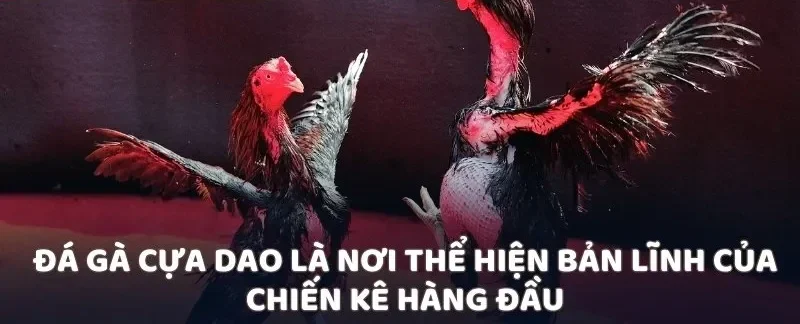 Đá gà cựa dao là nơi thể hiện bản lĩnh của chiến kê hàng đầu
