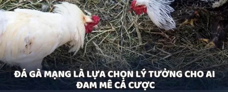 Đá gà mạng là lựa chọn lý tưởng cho ai đam mê cá cược