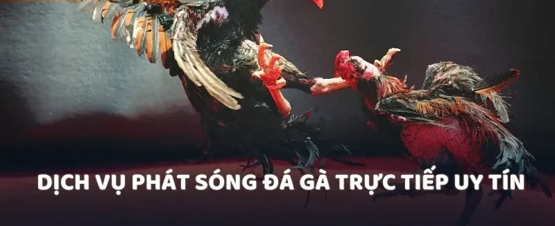 Dịch vụ phát sóng đá gà trực tiếp uy tín