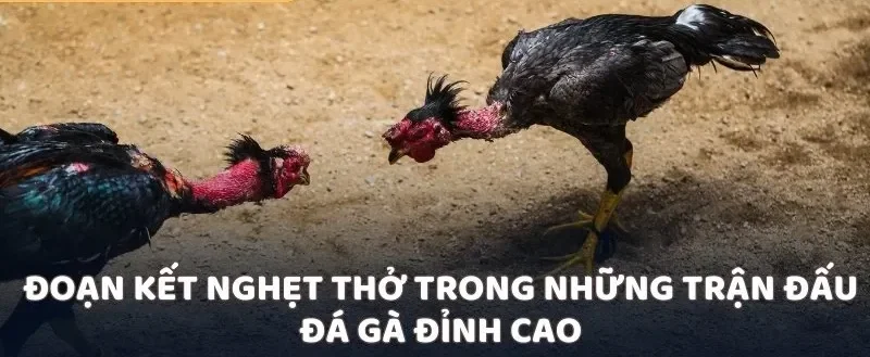 Đoạn kết nghẹt thở trong những trận đấu đá gà đỉnh cao