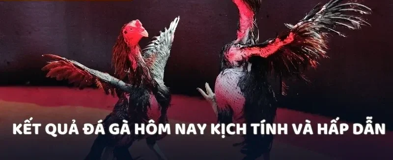 Kết quả đá gà hôm nay kịch tính và hấp dẫn