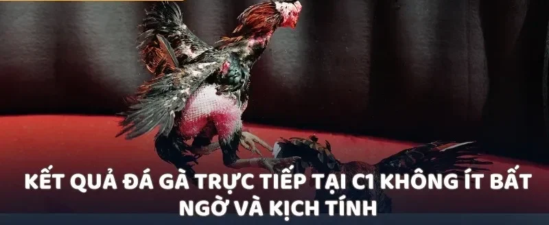 Kết quả đá gà trực tiếp tại C1 không ít bất ngờ và kịch tính
