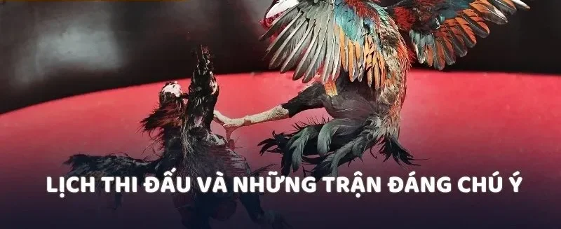 Lịch thi đấu và những trận đáng chú ý