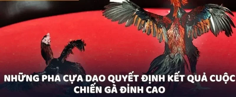 Những pha cựa dao quyết định kết quả cuộc chiến gà đỉnh cao