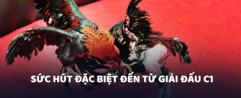 Sức hút đặc biệt đến từ giải đấu C1