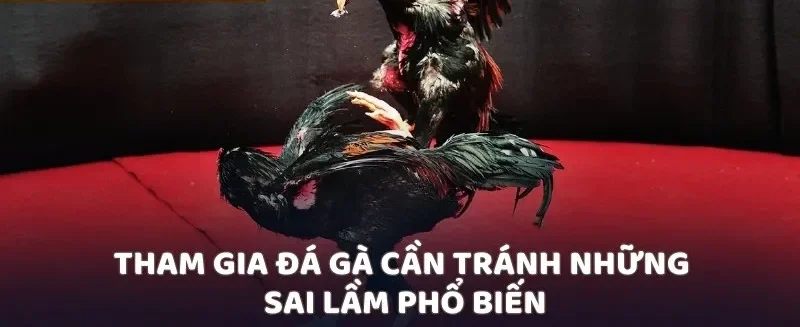 Tham gia đá gà cần tránh những sai lầm phổ biến