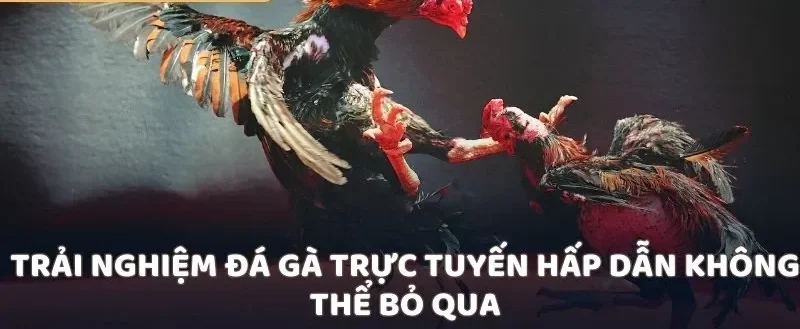 Trải nghiệm đá gà trực tuyến hấp dẫn không thể bỏ qua