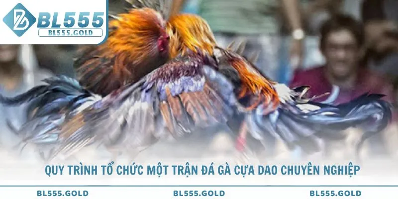 Chuyên gia BL555 bật mí quy trình tổ chức một trận đá gà cựa dao