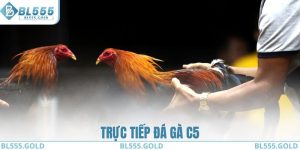 Trực Tiếp Đá Gà C5 - Chiến Lược Cược Thông Minh Dễ Áp Dụng