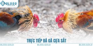 Xem Trực Tiếp Đá Gà Cựa Sắt - Kinh Nghiệm Cá Cược Hiệu Quả